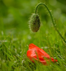  Roter hängender Mohn