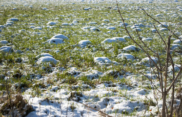 Obraz na płótnie Canvas Feld im Winter mit vielen Maulwurfshügeln und Schnee, Talpidae 