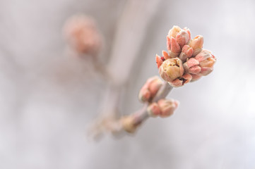 Blossoming buds on tree on natural background in spring day. Macro photo with shallow depth of...