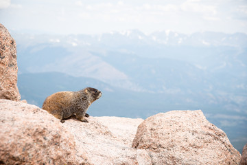 A marmot sitting on a rock on the summit of Long's Peak, a fourteener in Colorado. 