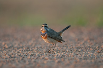 Bluethroat, Luscinia svecica