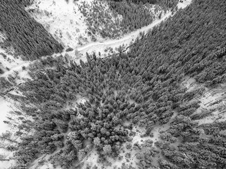 Aerial view of snowy trees in the mountains