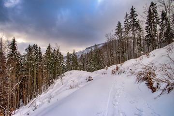 Obraz premium Aerial view of snowy trees in the mountains
