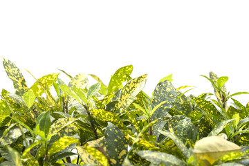  Garden croton or variegated laurel isolate on white background.