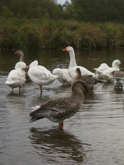 Geese bathhing in a river
