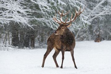 Naklejka na ściany i meble Let It Snow: Adult Snow-Covered Red Deer Stag ( Cervus Elaphus ) With Great Horns Stands Against A Snowy Forest And Snowflakes. Red Deer ( Cervidae ) During A Heavy Snowfall. Red Deer In Winter