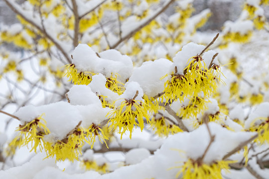 Hamamelis mollis Pallida Bl&uuml;te im Schnee