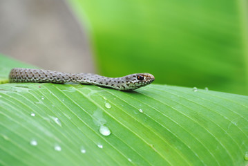 cobra