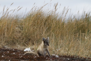 Young Arctic fox, Vulpes Lagopus, in fall colours staring off into the distance near its den