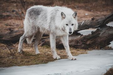 Wolf On Thin Ice - 191529749