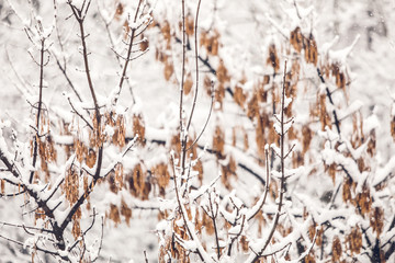 Winter background with snow and snowy  tree branches