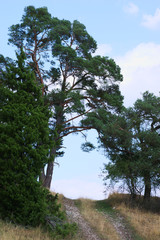 Silbergr&uuml;ner Bl&auml;uling sitzt auf gr&uuml;nem Zweig