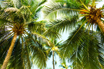 Fototapeta na wymiar Beautiful two palm trees against the blue sky