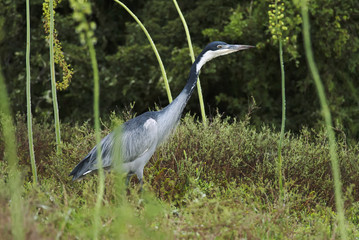 Black-headed Heron, Ardea melanocephala, Addo Elephant Park, South Africa