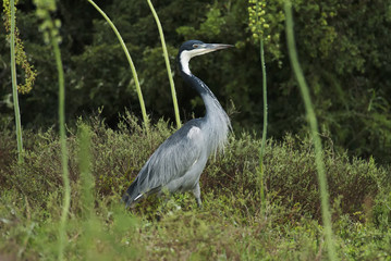 Black-headed Heron, Ardea melanocephala, Addo Elephant Park, South Africa