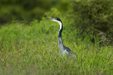 Black-headed Heron, Ardea melanocephala, Addo Elephant Park, South Africa