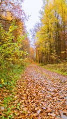 Obraz premium Waldweg im Herbst