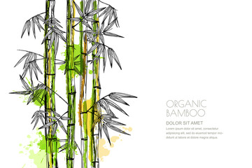 Obraz premium Vector isolated watercolor hand drawn illustration of green organic bamboo plant. Design for prints, asian spa and massage, cosmetics package, materials. Horizontal background with copy space.