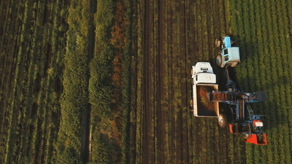 Mechanized carrot harvesting.erial view.Machine harvesting carrots moves across the field and loads...