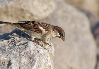 Cute common sparrow bird sitting on a stone