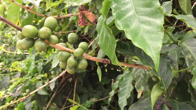 Fresh green coffee beans in the tree