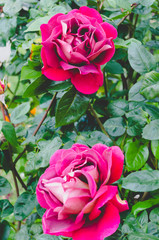 Two red roses close-up.