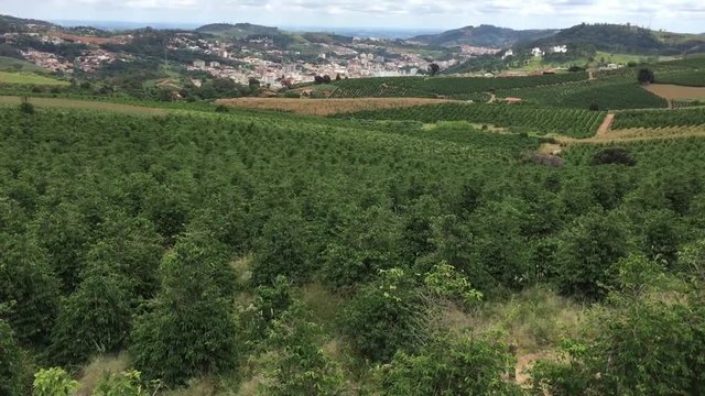Panoramic view of a coffee plantation