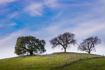 Fototapeta na wymiar Three oak trees standing at the top of a green hill. The oak on the left has leaves. A blue sky with wispy white clouds are in the background.