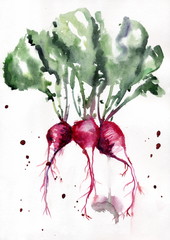 Рисунок акварелью "Редис"