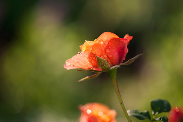 Fototapeta premium Coral Rose with Water Drops