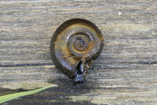 Great ramshorn snail, Planorbarius corneus