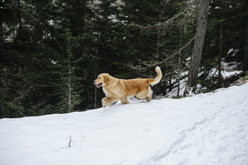 golden retriever dog on the snow during an excursion