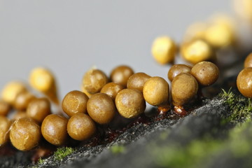 Slime mold, Hemitrichia clavata