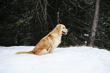 golden retriever dog on the snow during an excursion