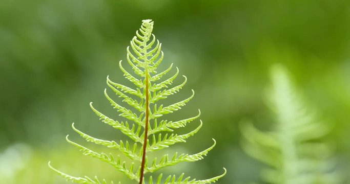 Green fern plant in tropical forest
