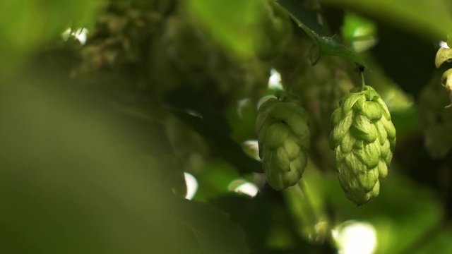 Closeup of green cones hops