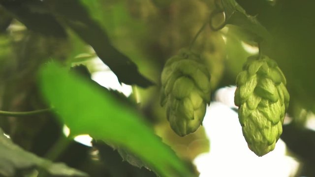 green leaves and cones hops