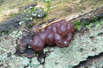 Jelly fungus, Ascotremella, faginea, growing on oak stump