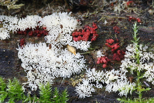 Coral slime mold or mould, Ceratiomyxa fruticulosa