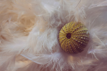 Shell. Shell in white feathers with soft lighting.
