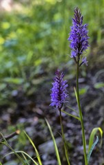 Orchis à Saint-Martin-de-Clelles, Isère, France