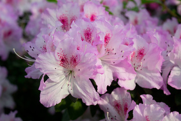 Azalea Flower