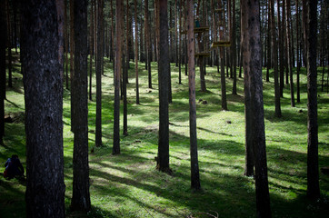 beautiful forest with tiny trees and grass on sunny day with shadows