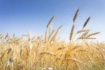 Wheat field and blue sky
