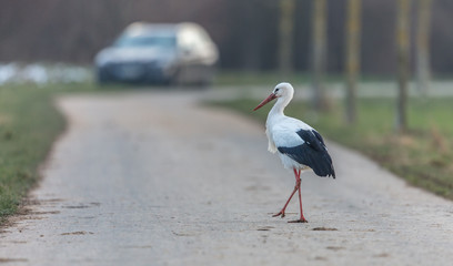 Weißstorch auf der straße