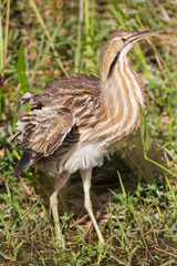 Eurasian bittern (Botaurus stellaris), Everglades National Park, Florida