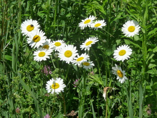 Fototapeta premium Daisy Field