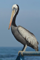 Pelícano frente al mar