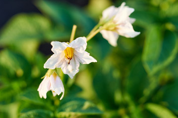 Fototapeta premium White potato flower on green bush. Organic food agriculture in garden. Rural nature in summer. Natural outdoor background. Flowering potato plant. Potato bush blooming