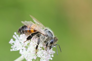 Western honey bee, Apis mellifera, important pollinator